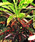 Croton Piecrust Standard (Codiaeum variegatum) - Bird of ParadiseUSA - Medium 14-16"