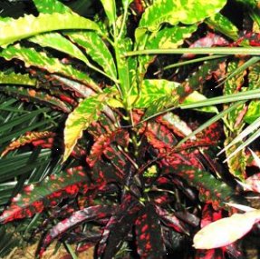 Croton Piecrust Standard (Codiaeum variegatum) - Bird of ParadiseUSA - Medium 14-16"