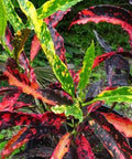 Croton Piecrust Standard (Codiaeum variegatum) - Bird of ParadiseUSA - Medium 14-16"