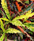 Croton Piecrust Standard (Codiaeum variegatum) - Bird of ParadiseUSA - Medium 14-16"