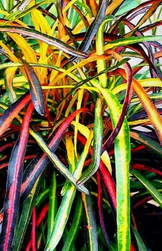 Croton Zanzibar (Codiaeum variegatum) - Bird of ParadiseUSA - 3 gallon