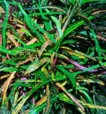 Croton Zanzibar (Codiaeum variegatum) - Bird of ParadiseUSA - 3 gallon