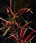 Croton Zanzibar (Codiaeum variegatum) - Bird of ParadiseUSA - 3 gallon