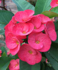 Crown Of Thorn Sonoma Pink Cadillac (Euphorbia milii) - Bird of ParadiseUSA - Small 9"