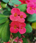 Crown Of Thorn Sonoma Pink Cadillac (Euphorbia milii) - Bird of ParadiseUSA - Small 9"