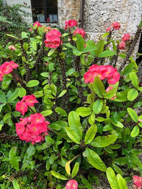 Crown of Thorn Sonoma Pink Cadillac (Euphorbia milii) - Bird of ParadiseUSA - Small 9"