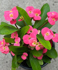 Crown Of Thorn Sonoma Pink Cadillac (Euphorbia milii) - Bird of ParadiseUSA - Small 9"