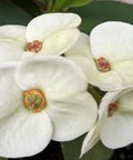 Crown Of Thorn Sonoma White Helena (Euphorbia milii) - Bird of ParadiseUSA - Small 9"