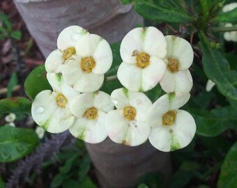 Crown Of Thorn Sonoma White Helena (Euphorbia milii) - Bird of ParadiseUSA - Small 9"