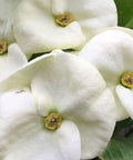 Crown Of Thorn Sonoma White Helena (Euphorbia milii) - Bird of ParadiseUSA - Small 9"