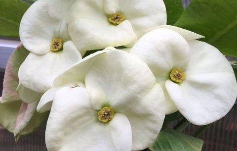 Crown Of Thorn Sonoma White Helena (Euphorbia milii) - Bird of ParadiseUSA - Small 9"