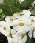 Crown Of Thorn Sonoma White Helena (Euphorbia milii) - Bird of ParadiseUSA - Small 9"