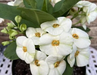 Crown Of Thorn Sonoma White Helena (Euphorbia milii) - Bird of ParadiseUSA - Small 9"