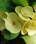 Crown Of Thorn Sonoma Yellow Apache (Euphorbia milii) - Bird of ParadiseUSA - Small 9"