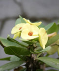 Crown Of Thorn Sonoma Yellow Apache (Euphorbia milii) - Bird of ParadiseUSA - Small 9"