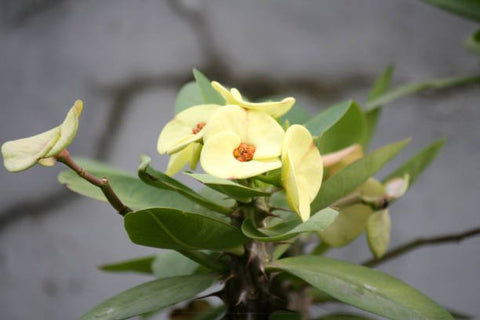Crown Of Thorn Sonoma Yellow Apache (Euphorbia milii) - Bird of ParadiseUSA - Small 9"