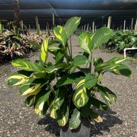 Ctenanthe Lubbersiana (Bamburanta) - Bird of ParadiseUSA - 3 Gallon