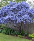 Dark Star California Lilac (Ceanothus) - PlantologyUSA - 1-2 feet