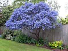 Dark Star California Lilac (Ceanothus) - PlantologyUSA - 1-2 feet