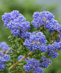 Dark Star California Lilac (Ceanothus) - PlantologyUSA - 1-2 feet