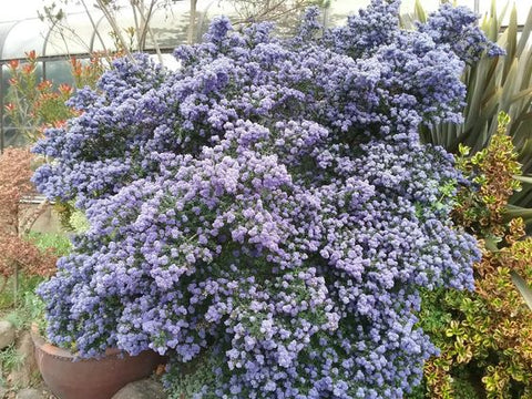 Dark Star California Lilac (Ceanothus) - PlantologyUSA - 1-2 feet