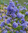 Dark Star California Lilac (Ceanothus) - PlantologyUSA - 1-2 feet