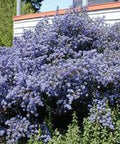 Dark Star California Lilac (Ceanothus) - PlantologyUSA - 1-2 feet