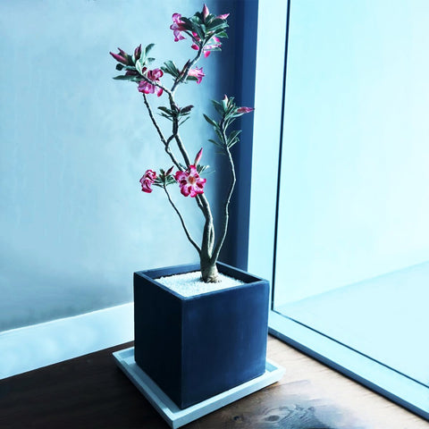 Desert Rose (Adenium Obesum) - Bird of Paradise USA - Medium