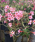 Desert Rose (Adenium Obesum) - Bird of ParadiseUSA - Large