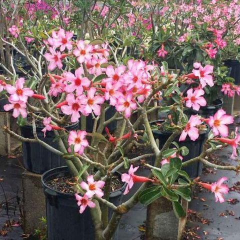 Desert Rose (Adenium Obesum) - Bird of ParadiseUSA - Large