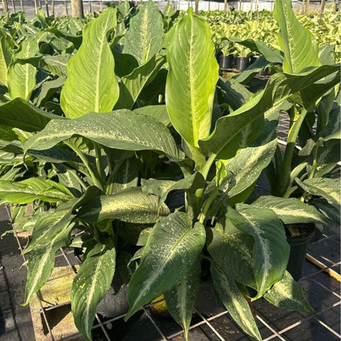 Dieffenbachia Cougar (Leopard Lily) - Bird of ParadiseUSA - 3 Gallon