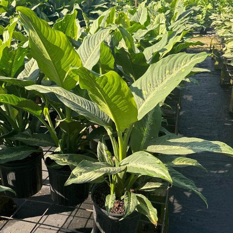 Dieffenbachia Cougar (Leopard Lily) - Bird of ParadiseUSA - 3 Gallon