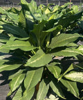 Dieffenbachia Cougar (Leopard Lily) - Bird of ParadiseUSA - 3 Gallon