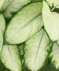 Dieffenbachia Jungle (Dumb Cane) - Bird of ParadiseUSA - 1 Gallon