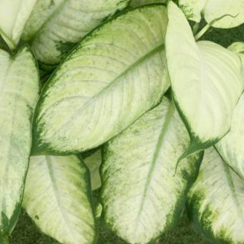 Dieffenbachia Jungle (Dumb Cane) - Bird of ParadiseUSA - 1 Gallon