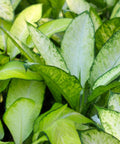 Dieffenbachia Jungle (Dumb Cane) - Bird of ParadiseUSA - 1 Gallon