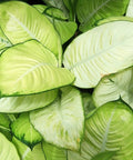 Dieffenbachia Jungle (Dumb Cane) - Bird of ParadiseUSA - 1 Gallon