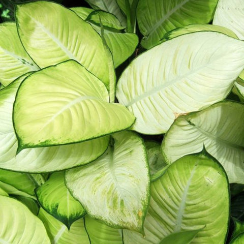Dieffenbachia Jungle (Dumb Cane) - Bird of ParadiseUSA - 1 Gallon
