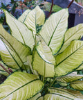 Dieffenbachia Jungle (Dumb Cane) - Bird of ParadiseUSA - 1 Gallon