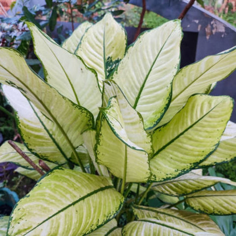 Dieffenbachia Jungle (Dumb Cane) - Bird of ParadiseUSA - 1 Gallon