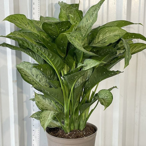Dieffenbachia Tiki - Bird of ParadiseUSA - 3 Gallon