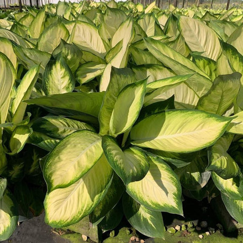 Dieffenbachia Tropic Marianne - Bird of ParadiseUSA - 3 Gallon