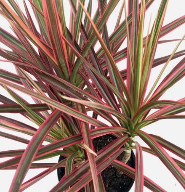 Dracaena Colorama (Dracaena spp.) - Bird of ParadiseUSA - Medium 20-22"