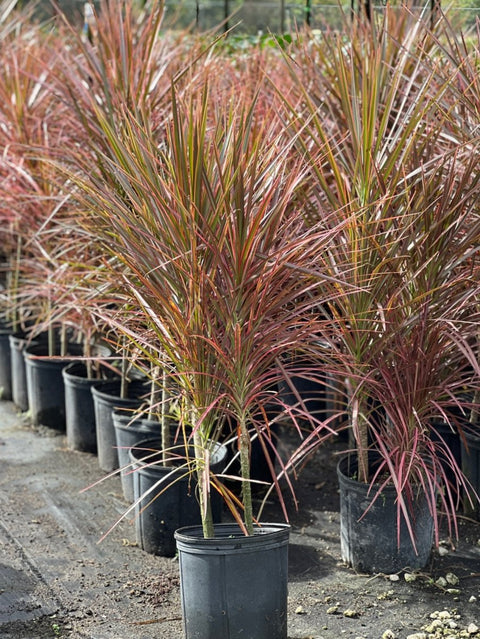 Dracaena Colorama (Dracaena spp.) - Bird of ParadiseUSA - Medium 20-22"