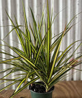 Dracaena Marginata Kiwi - Bird of ParadiseUSA - 3 Gallon