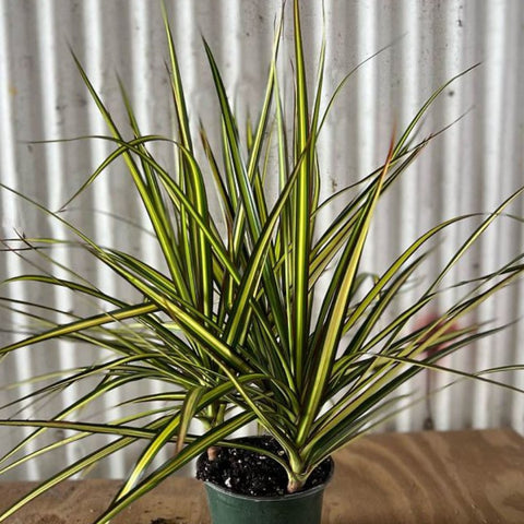 Dracaena Marginata Kiwi - Bird of ParadiseUSA - 3 Gallon