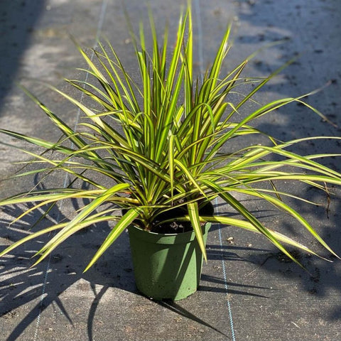 Dracaena Marginata Kiwi - Bird of ParadiseUSA - 3 Gallon