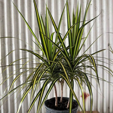 Dracaena Marginata Kiwi - Bird of ParadiseUSA - 3 Gallon