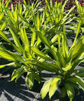Dracaena Marley - Bird of ParadiseUSA - 3 Gallon