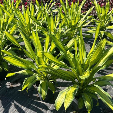 Dracaena Marley - Bird of ParadiseUSA - 3 Gallon